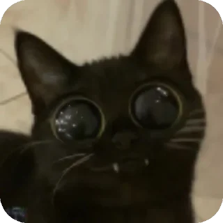 Telegram stiker 🖤 Blackie