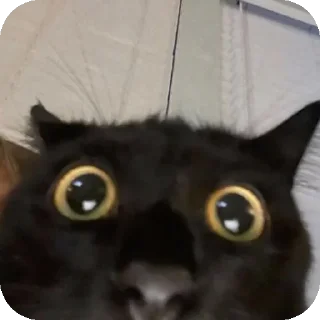 Telegram stiker 😳 Blackie