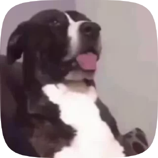Video sticker 🐶 Pack Da Elii ❤️💖❤️ — @stckrRobot