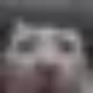 Video sticker 🤪 Video Shiza Moment :: @fStikBot