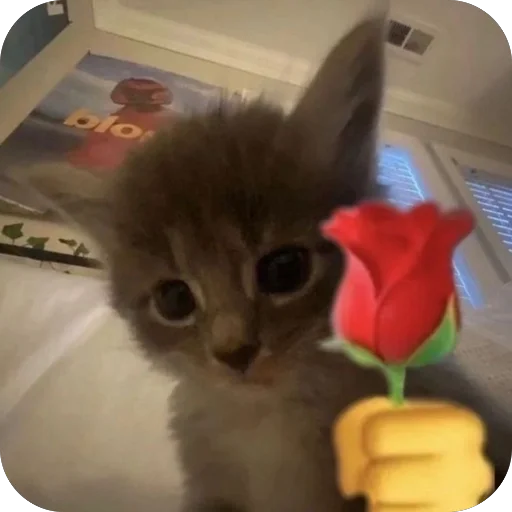 Telegram stiker 🫥 كاميليا