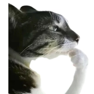 Video sticker 🐱 Freaky Kennedy pack