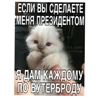 Телеграм стикер 🐱 Zelenka