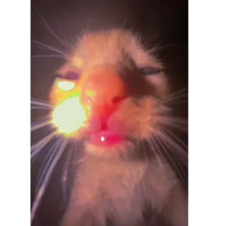 Телеграм стикер 🐱 Zelenka