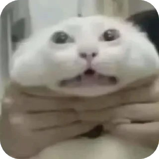 Телеграм стикер 🐱 Zelenka