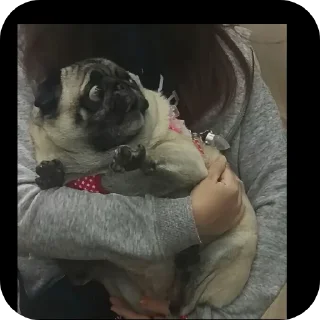 Video sticker 👟 Perritos