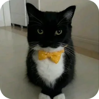 Video sticker 🐱 Perritos