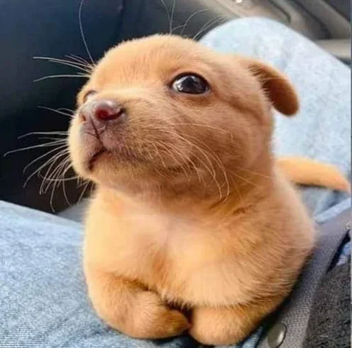 Telegram sticker ❤ @Kie_Official_Acc Stk🙂ခိုးရင် ဖင်လိုးမယ်