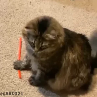 Video sticker 😫 @Kie_Official_Acc Stk🙂ခိုးရင် ဖင်လိုးမယ်