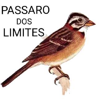 Telegram sticker 🐦 Stickers do Zap 2