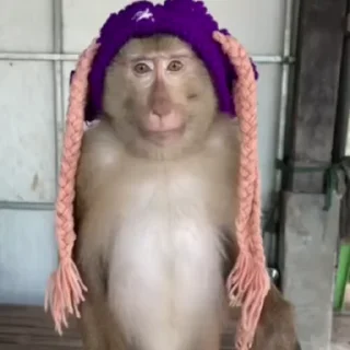Video sticker 🌟 MonkeyZ 4 by @ponmonkygifs :: @fStikBot