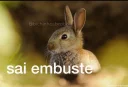 Telegram stiker 🐰 @bichinhosbrabo