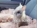 Video sticker 🐰 @bichinhosbrabo