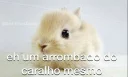 Video sticker 🐰 @bichinhosbrabo