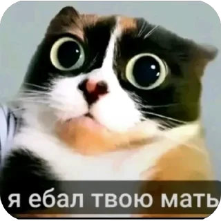 Sticker 😺 СТИКЕРЫ 2026