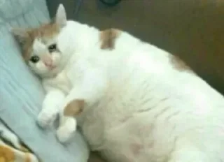 Telegram sticker 😭 Грустные котики @kotiki_sticks