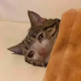 Sticker 😭 Грустные котики @kotiki_sticks