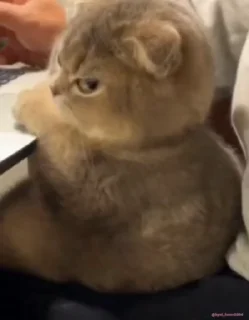 Video sticker 🙂 🔥アリ🔥 @O51jz