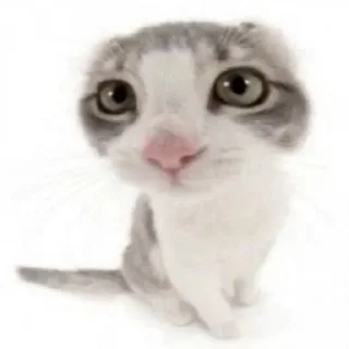 Video sticker 🥺 @tropicalshot babygirl :: @fStikBot