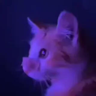 Video sticker 🎈 SAI <3