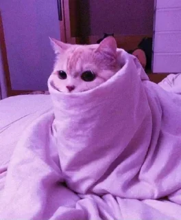 Video sticker 😐 SAI <3