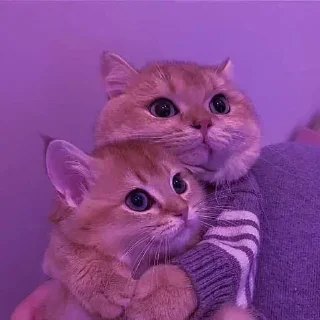 Телеграм стикер 🤗 SAI <3