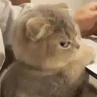 Video sticker 😄 Harshita...💗✨'s stickers