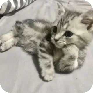 Video sticker 🐱 Baka⁴