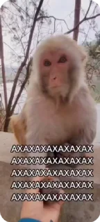Video sticker 🌟 Бибизяны 4 от @grixa1337_tg :: @fStikBot