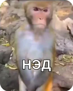 Video sticker 🌟 Бибизяны 4 от @grixa1337_tg :: @fStikBot
