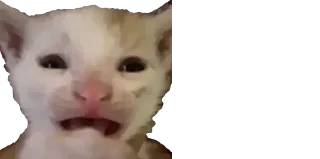 Telegram stiker 😰 Lil Cats | @Caartoon_TV