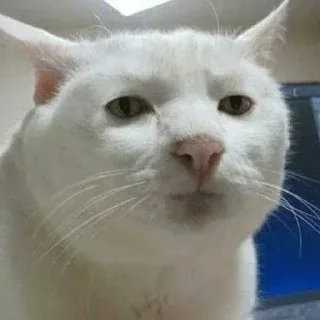 Video sticker 🤔 මතිෂ සදරැවන් gaywotta