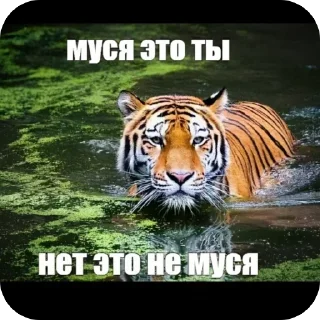 Telegram sticker 🫥 а ты знаешь толк в мемасиках by @DuoSticker_bot