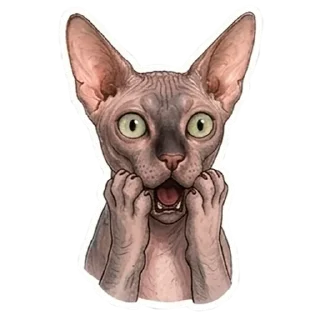 Telegram stiker 😲 Рафа
