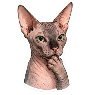 Telegram stiker 🤔 Рафа