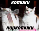 Video sticker 🐈 МИР.КЕК.МДМА. @psyhcoactive