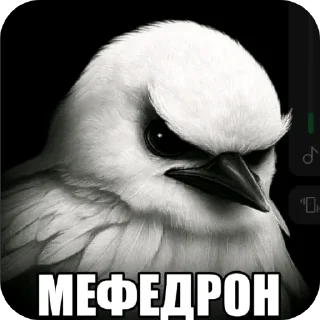 Telegram sticker 🖼 птички 2 (lerixxqwz)