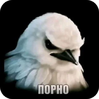 Telegram sticker 🐦 птички 2 (lerixxqwz)