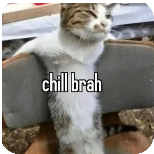 Telegram stiker 🐱 @Kaiserthug
