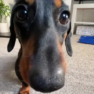 Video sticker 🐾 𝖼𝖺𝖼𝗁𝗈𝗋𝗋𝗂𝗇𝗁𝗈𝗌, 𝐛𝐮𝐫𝐫𝐨𝐰.