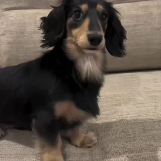 Video sticker 🐾 𝖼𝖺𝖼𝗁𝗈𝗋𝗋𝗂𝗇𝗁𝗈𝗌, 𝐛𝐮𝐫𝐫𝐨𝐰.