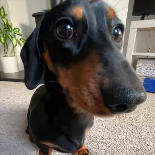 Video sticker 🐾 𝖼𝖺𝖼𝗁𝗈𝗋𝗋𝗂𝗇𝗁𝗈𝗌, 𝐛𝐮𝐫𝐫𝐨𝐰.