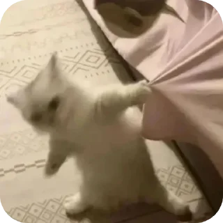 Telegram sticker 😖 Halcyons kang pack