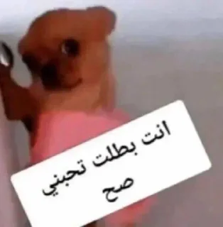 Telegram stiker 🌞 امنه الفخر
