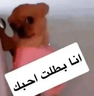 Telegram stiker 🌞 امنه الفخر