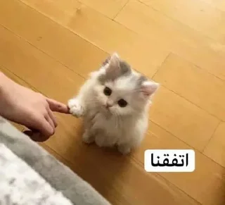 Video sticker 👍 امنه الفخر