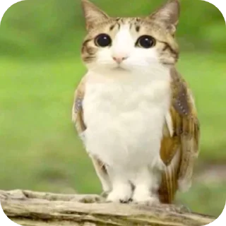 Video sticker 🌟 Meowl by @Leotaa2 :: @fStikBot