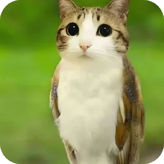 Video sticker 🌟 Meowl by @Leotaa2 :: @fStikBot