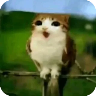 Video sticker 🌟 Meowl by @Leotaa2 :: @fStikBot