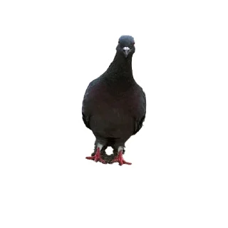 Video sticker 🐔 Ржака